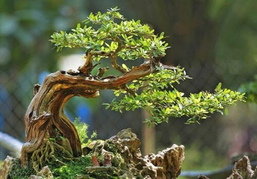 Cách tạo dáng thế cây bonsai cơ bản
