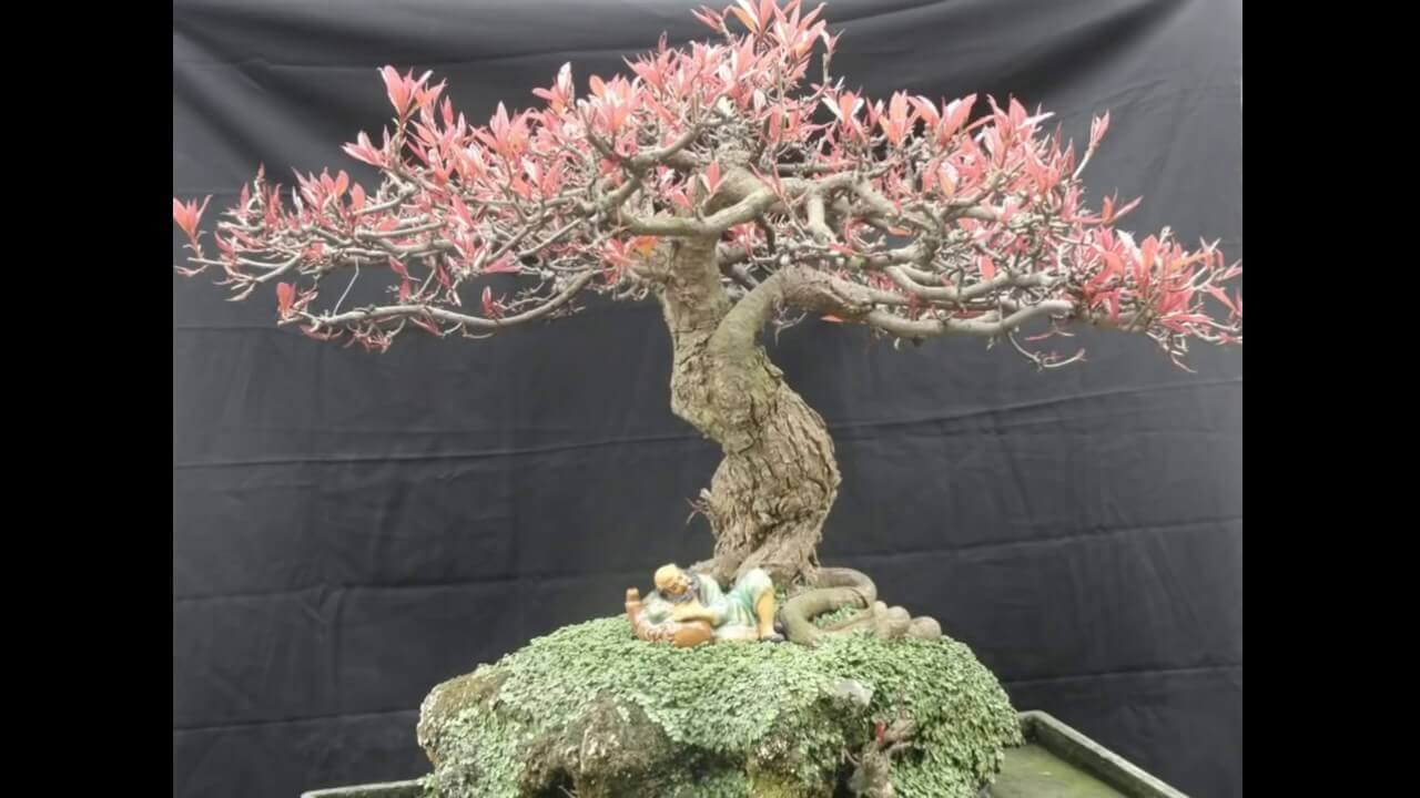 cay-loc-vung-bonsai