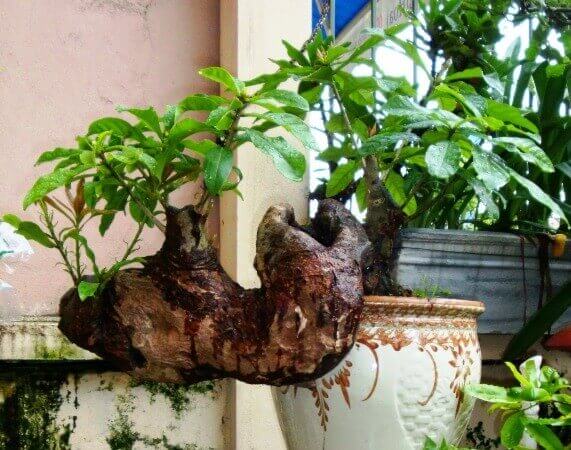 cay-loc-vung-bonsai