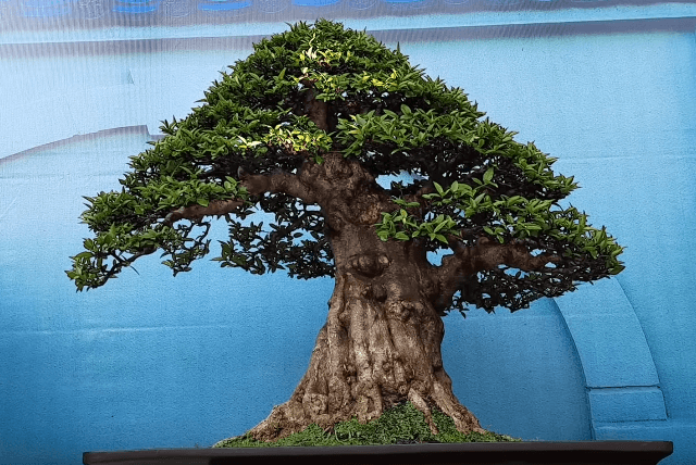 mai chiếu thủy bonsai