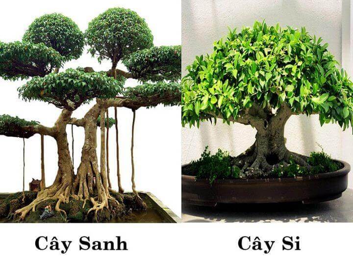 cay-sanh-bonsai