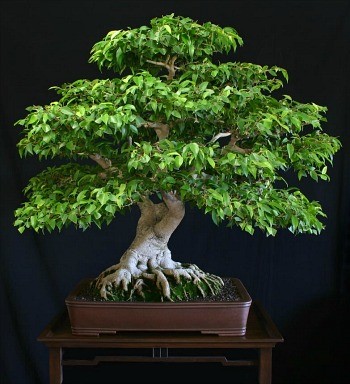 cay-sanh-bonsai