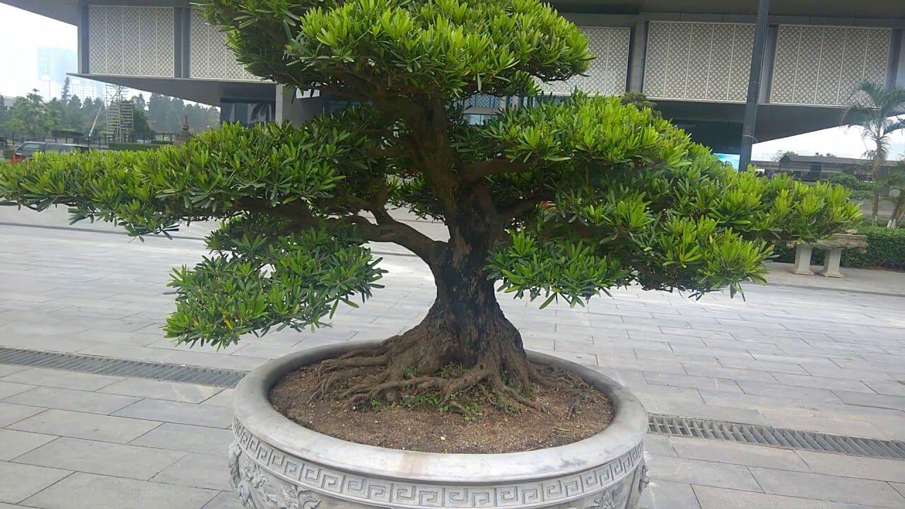 Cách chăm sóc cây tùng cối để bàn bonsai