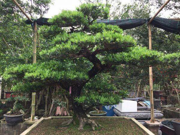 Cách chăm sóc cây tùng cối để bàn bonsai