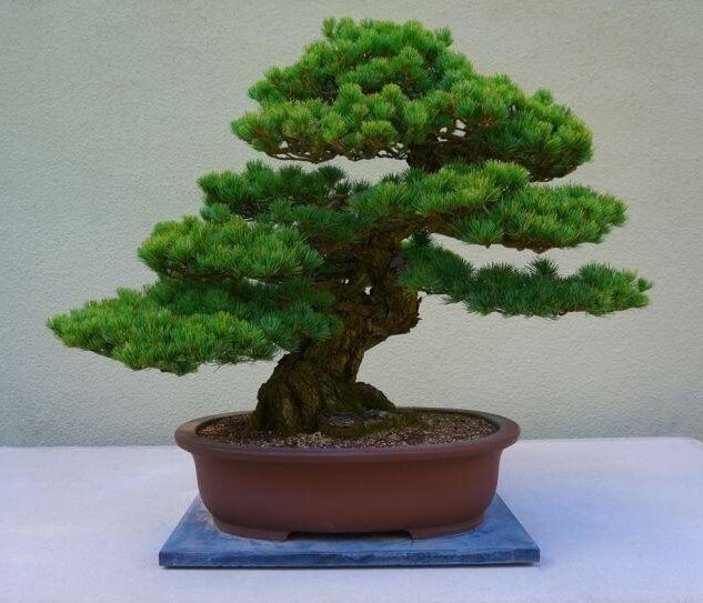 Cách chăm sóc cây tùng la hán bonsai đẹp