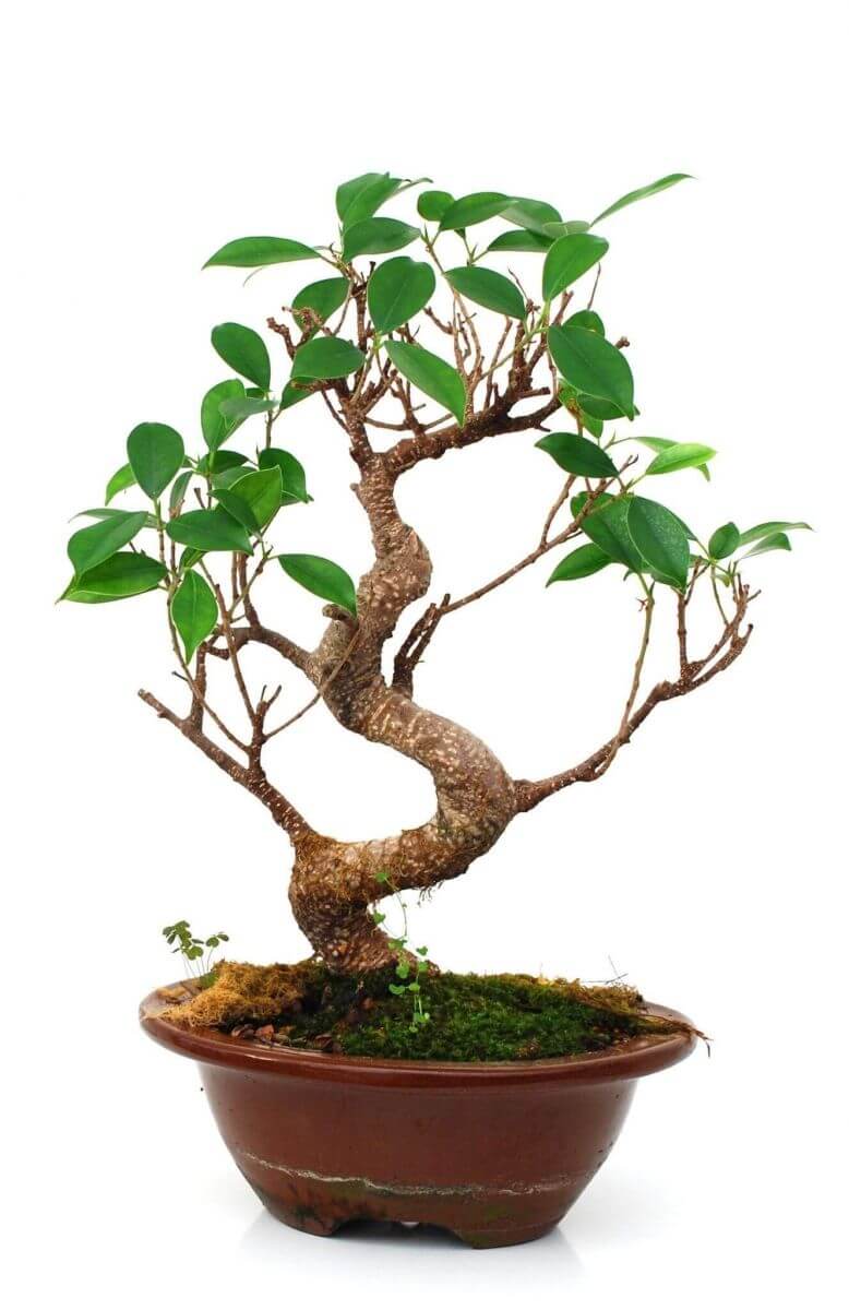 giam-canh-cay-bonsai-lam-nhu-the-nao