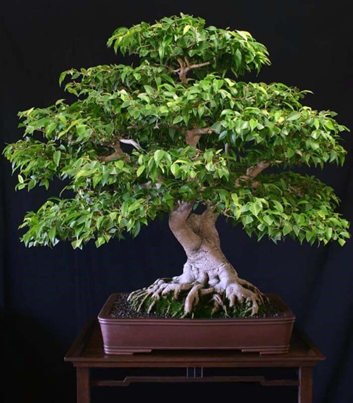 top-10-cay-bonsai-dang-truc-dep-nhat