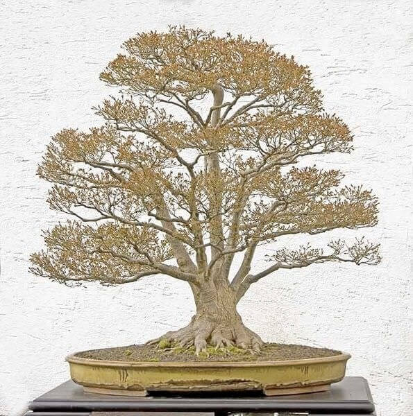 top-10-cay-bonsai-dang-truc-dep-nhat