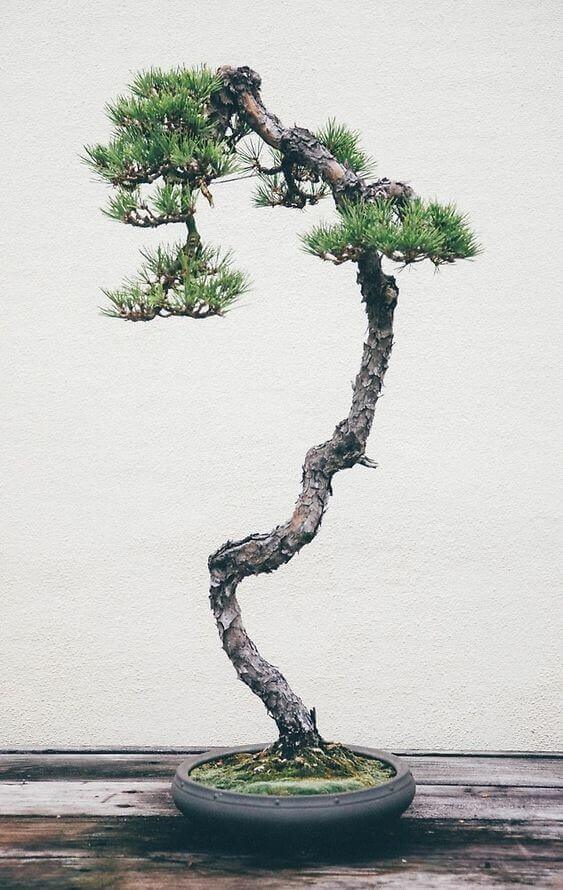 top-10-cay-bonsai-dang-van-nhan-trong-cuoc-trien-lam-bonsai
