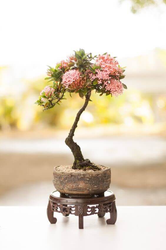 top-10-cay-bonsai-dang-van-nhan-trong-cuoc-trien-lam-bonsai