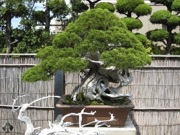 top-10-cay-bonsai-dep-nhat-the-gioi