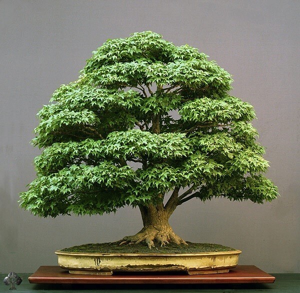 top-10-cay-bonsai-dep-nhat-the-gioi
