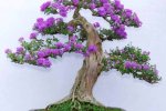 Đất trồng, bón phân, chăm sóc cho cây linh sam bonsai đẹp