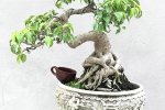 Tổng hợp những mẫu cây bonsai mini đẹp nhất