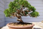 Sưu tầm 20+ loại cây cảnh thường dùng làm bonsai đẹp nhất