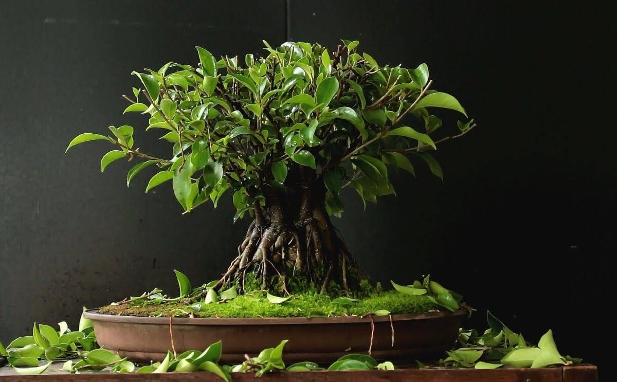 Sưu tầm 10 cây sung bonsai mini đẹp nhất