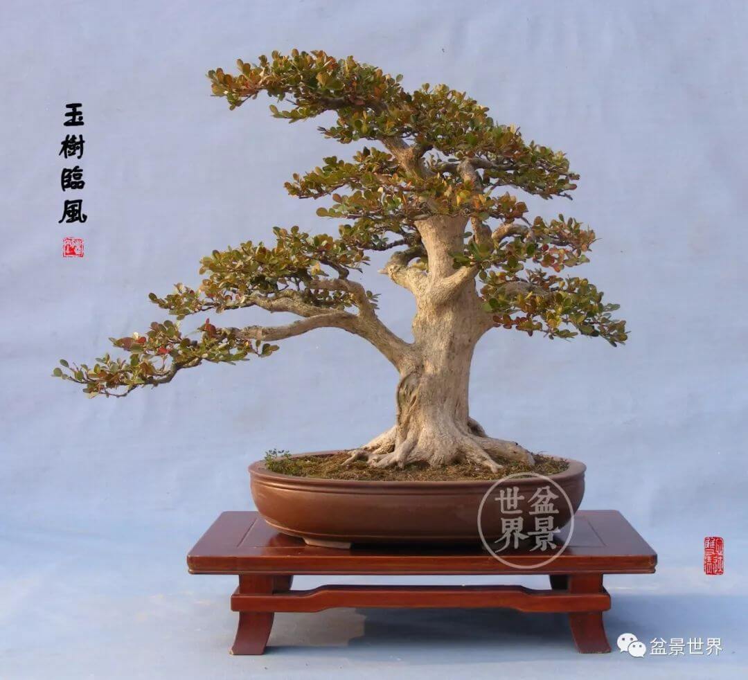Cây cảnh bonsai Trung Quốc có gì đặc biệt? điểm qua một số trường phái phổ biến của bonsai trung quốc