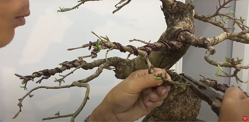 Nguyên tắc, cách uốn cây cảnh bonsai đẹp nhất